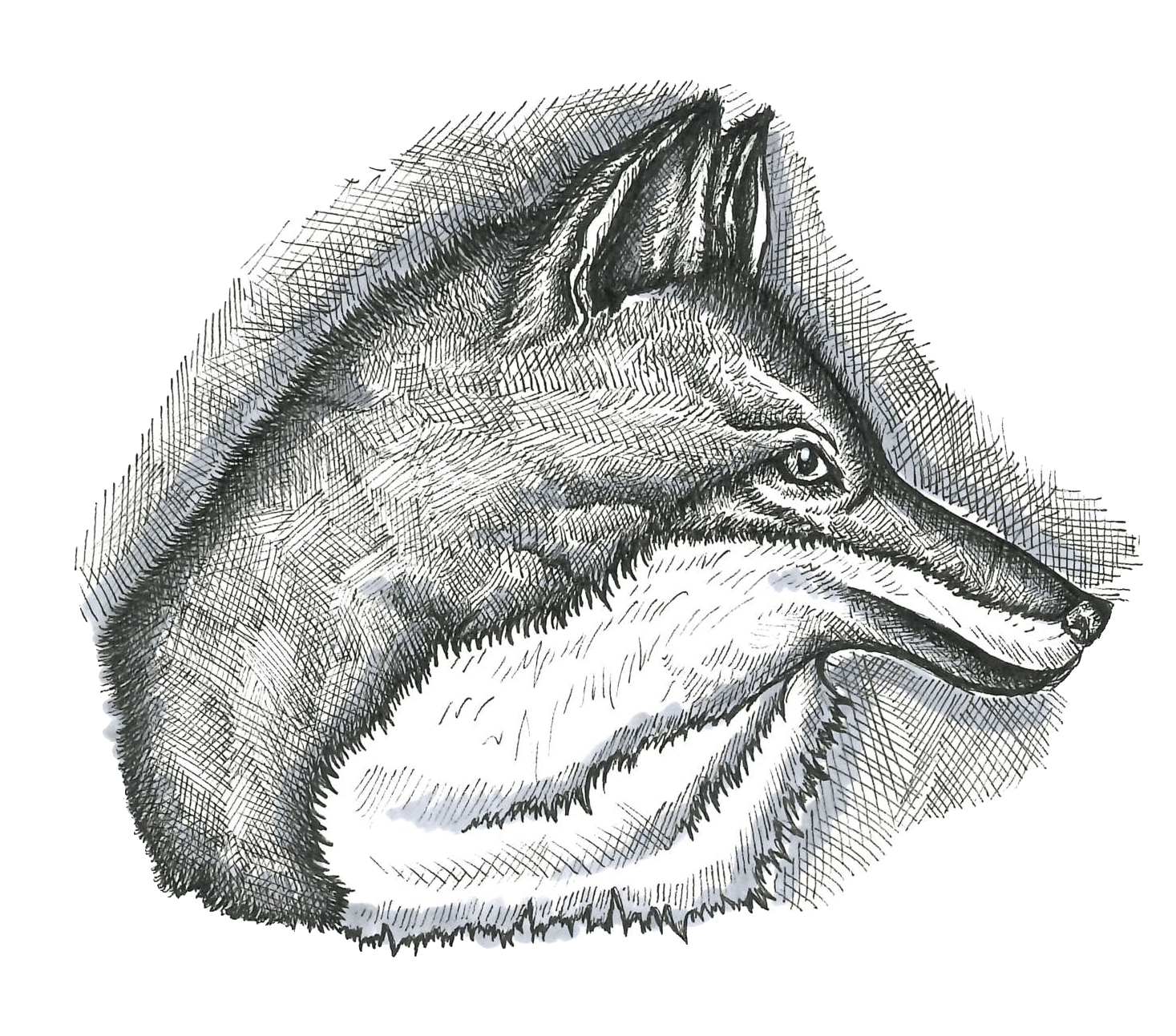 Fox profile 