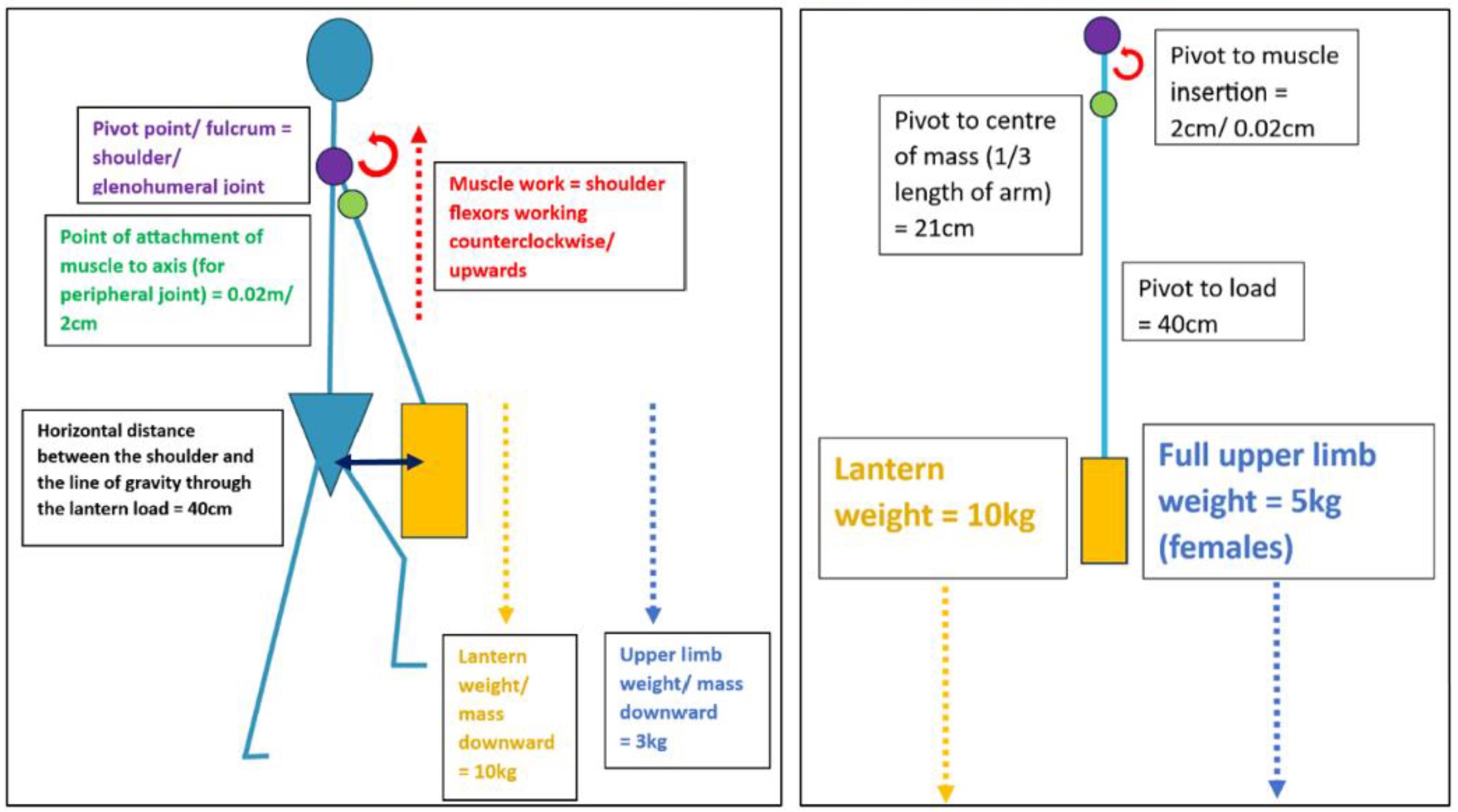 Schematic free body diagram showing the internal forces to the body when carrying a 10kg lantern with calculations and measurements